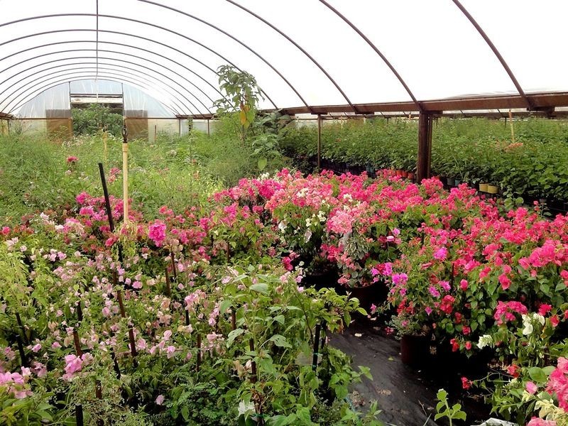 Greenlight Nursery, Moorland NSW 2443