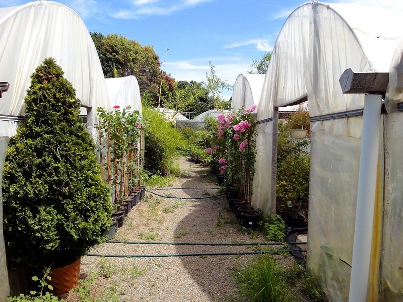 Greenlight Nursery, Moorland NSW 2443