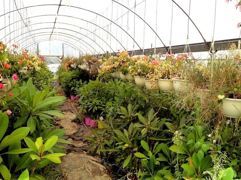 Greenlight Nursery, Moorland NSW 2443