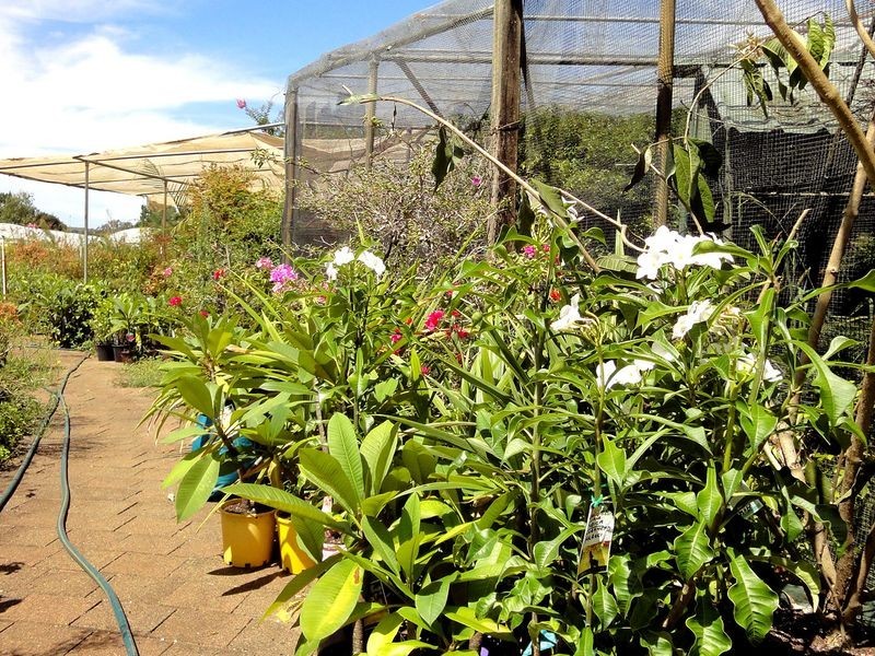 Greenlight Nursery, Moorland NSW 2443