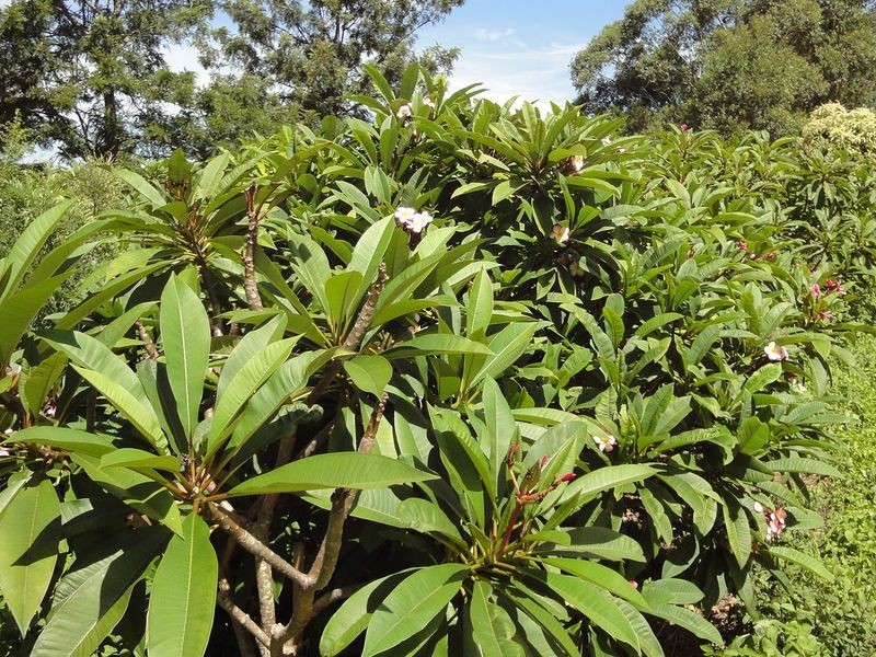 Greenlight Nursery, Moorland NSW 2443