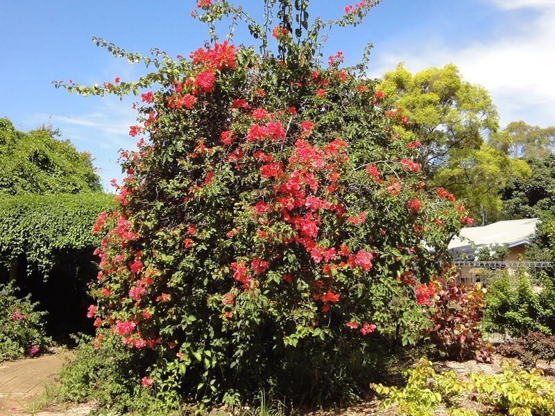 Greenlight Nursery, Moorland NSW 2443