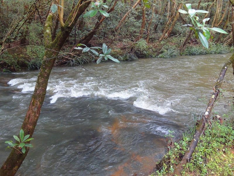 Upsalls Creek NSW 2439