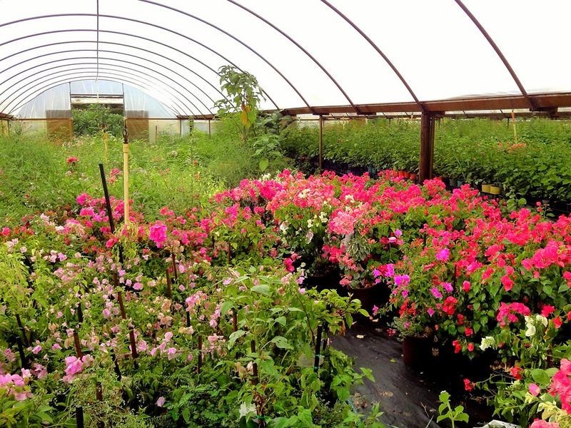 Greenlight Nursery, Moorland NSW 2443