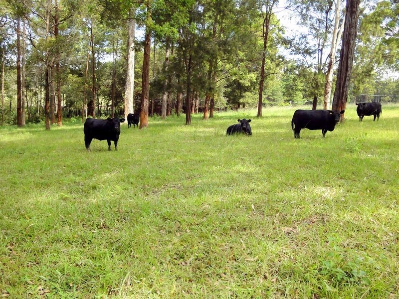 Greenlight Nursery, Moorland NSW 2443