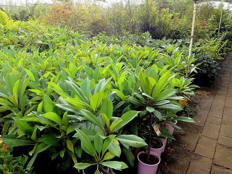 Greenlight Nursery, Moorland NSW 2443