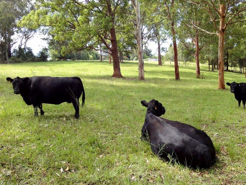 Greenlight Nursery, Moorland NSW 2443