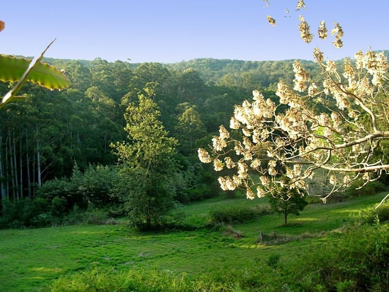 Batar Creek NSW 2439