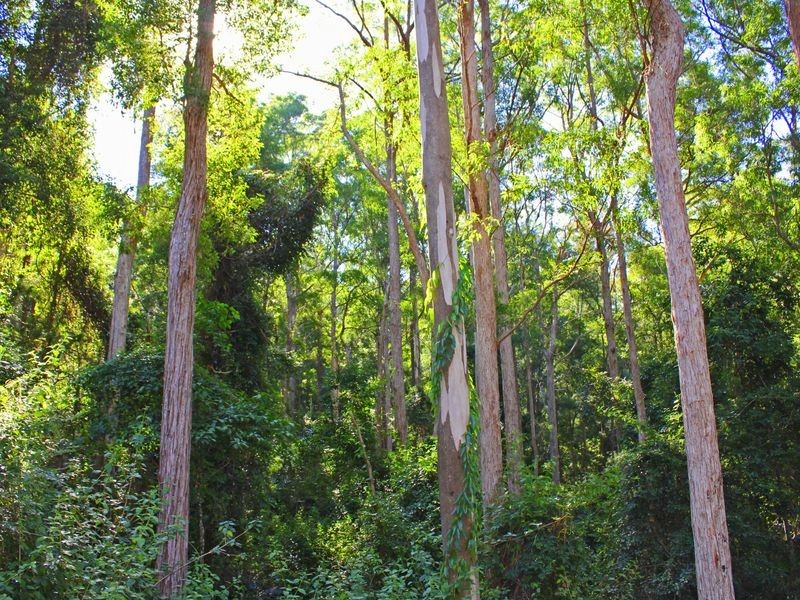 Lorne NSW 2439