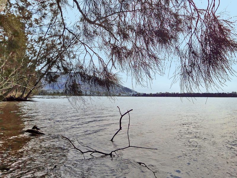 Middle Brother NSW 2443