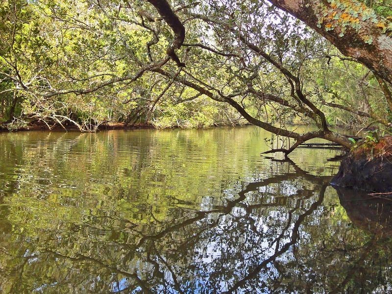 Middle Brother NSW 2443