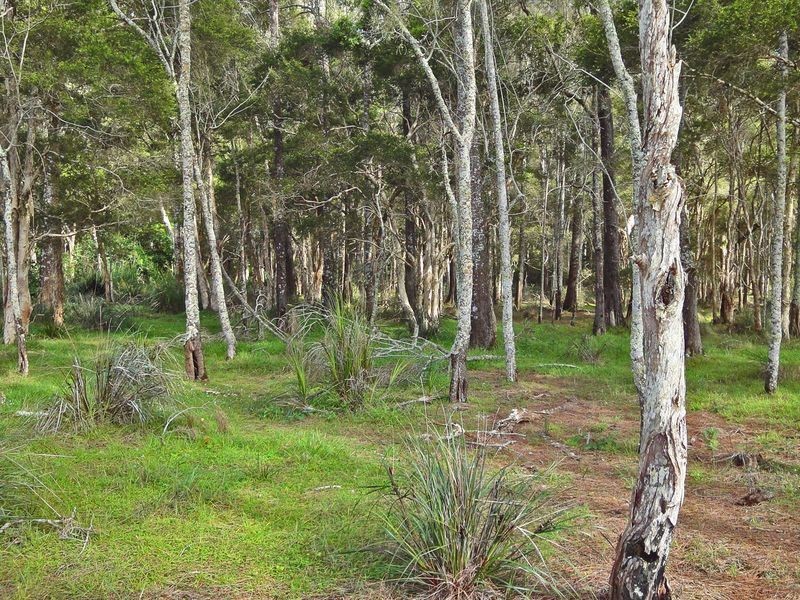 Middle Brother NSW 2443