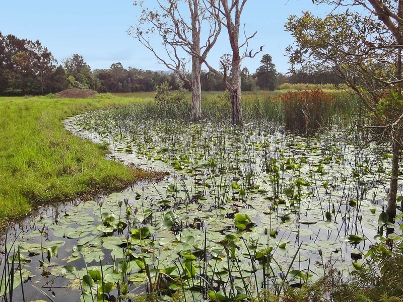 Middle Brother NSW 2443