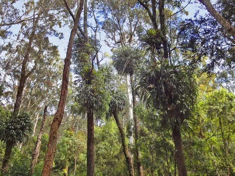 Middle Brother NSW 2443