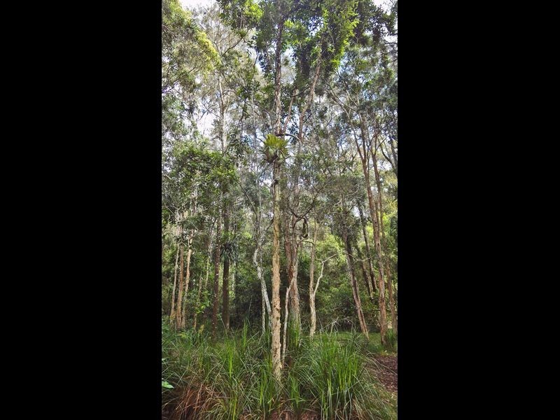 Middle Brother NSW 2443