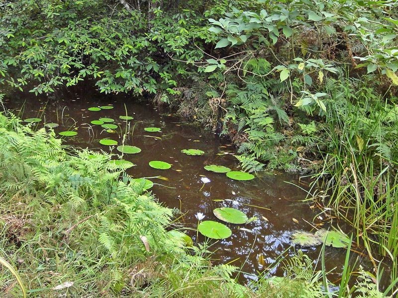 Herons Creek NSW 2443