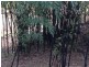 2249 Pappinbarra Road, Pappinbarra NSW 2446