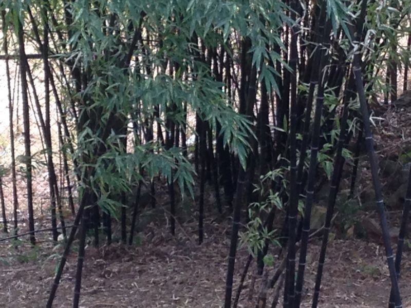 2249 Pappinbarra Road, Pappinbarra NSW 2446