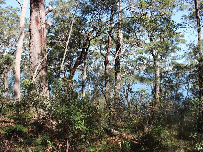 Bonny Hills NSW 2445