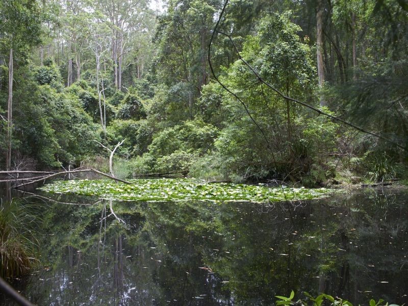 90 The Ridge Way Black Creek, Lorne NSW 2439