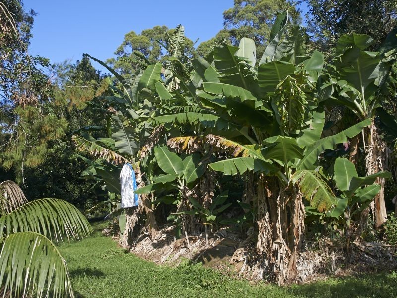 90 The Ridge Way Black Creek, Lorne NSW 2439