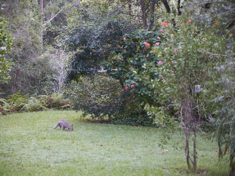 90 The Ridge Way Black Creek, Lorne NSW 2439