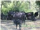Wauchope NSW 2446