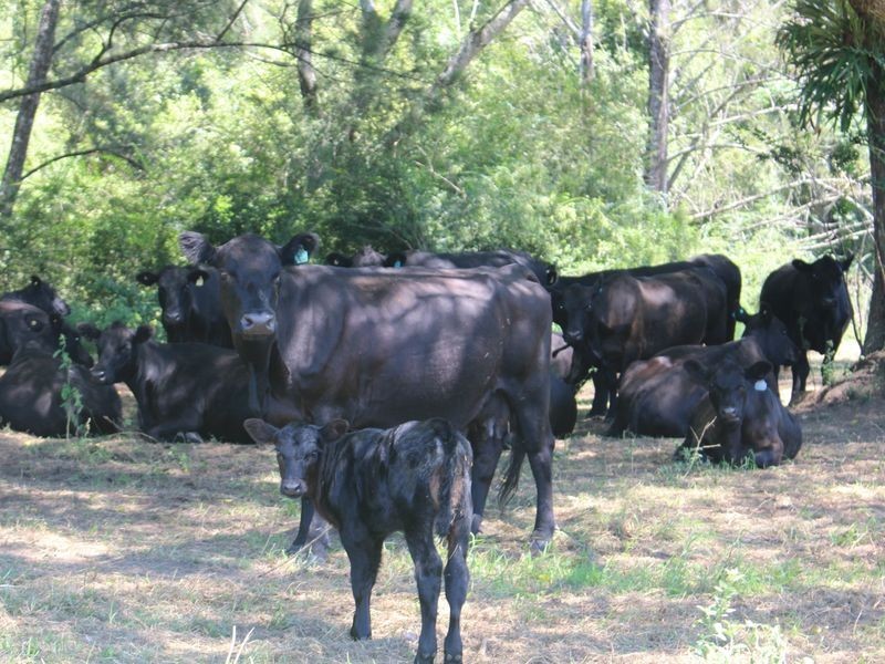 Wauchope NSW 2446