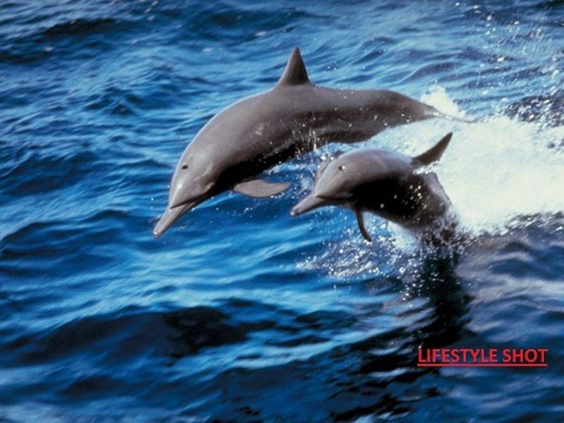 3/439 Elizabeth Avenue, Kippa-ring QLD 4021