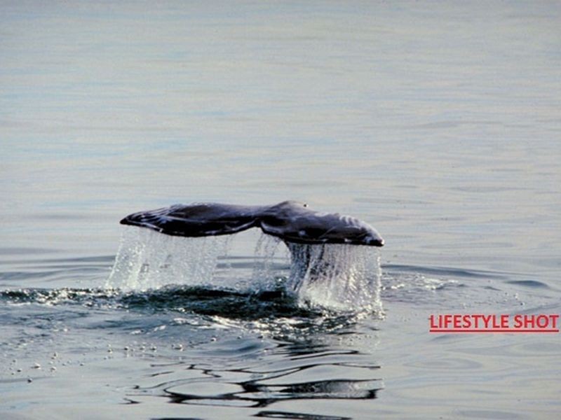 3/439 Elizabeth Avenue, Kippa-ring QLD 4021