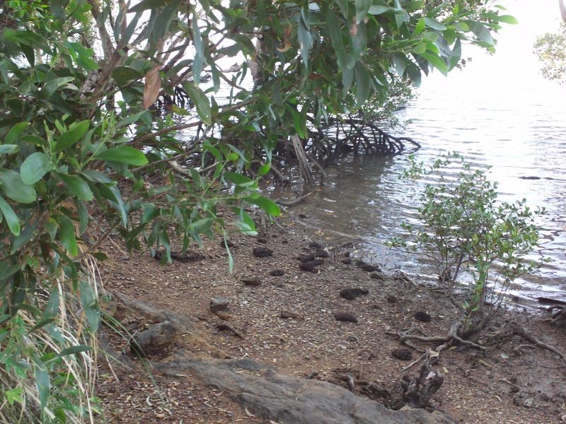 4 Alawa Street, Macleay Island QLD 4184