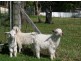 Calga NSW 2250