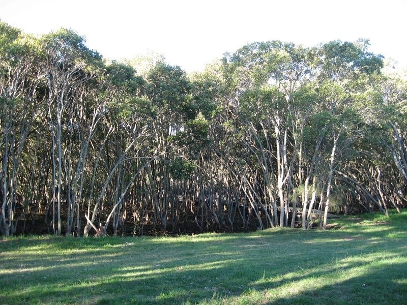 1 Hickson Road, Deagon QLD 4017