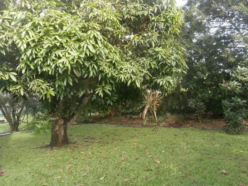 87 Blackwood Road, Deagon QLD 4017