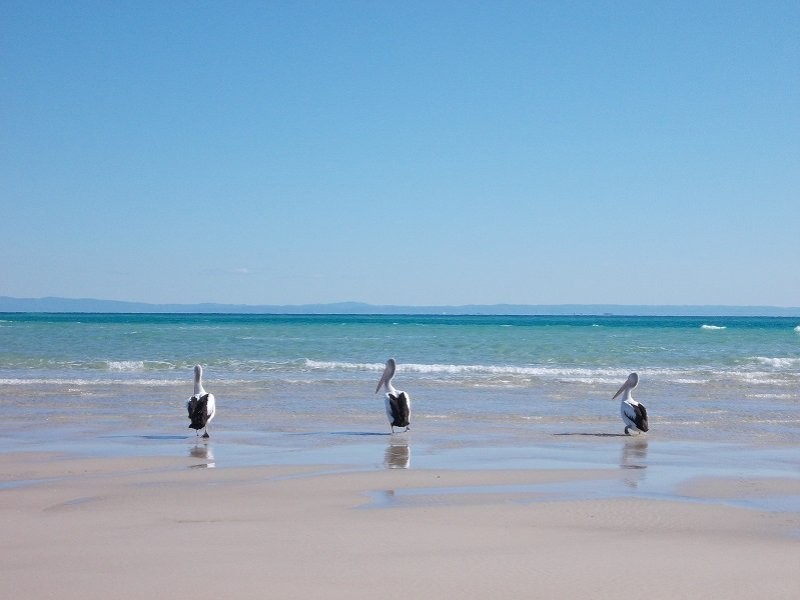 93 The Strand, Bulwer QLD 4025