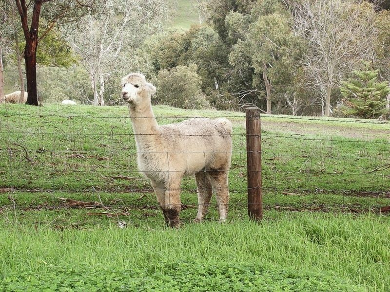 83 Oakridge Road, Chandlers Hill SA 5159