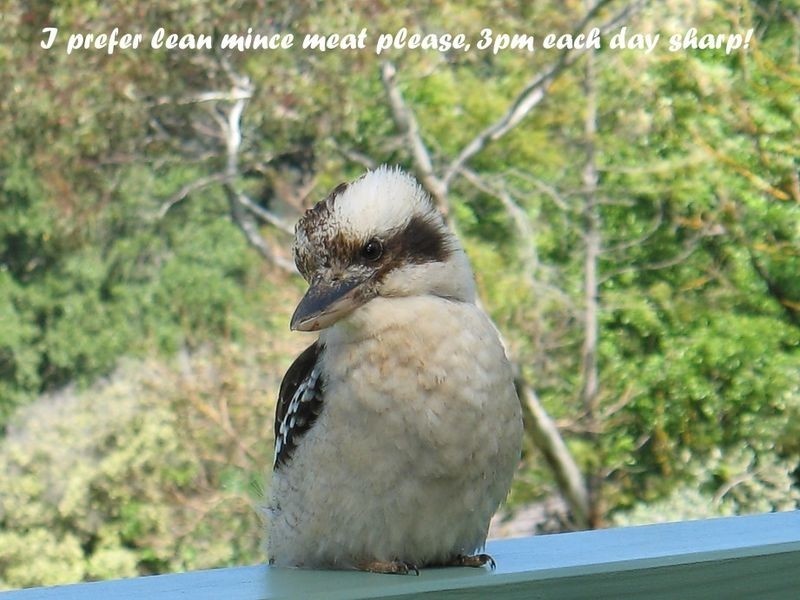 36 Jackson Avenue, Coromandel Valley SA 5051