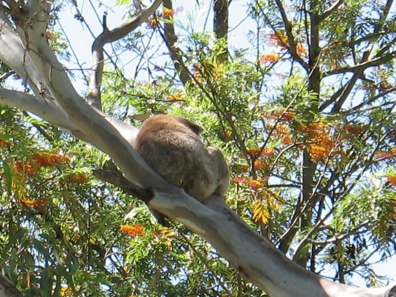 36 Jackson Avenue, Coromandel Valley SA 5051