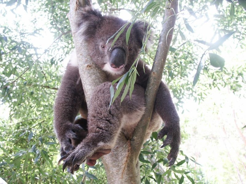 Lot 4 12A Lowan Avenue, Glenalta SA 5052