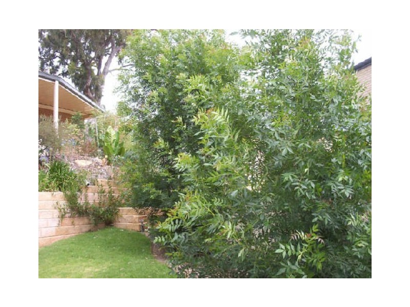 3 Wattlewood Court, Craigburn Farm SA 5051