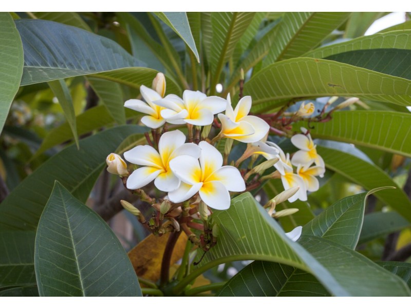 25 Cedar Drive – The Lodge Beenleigh, Stapylton QLD 4207