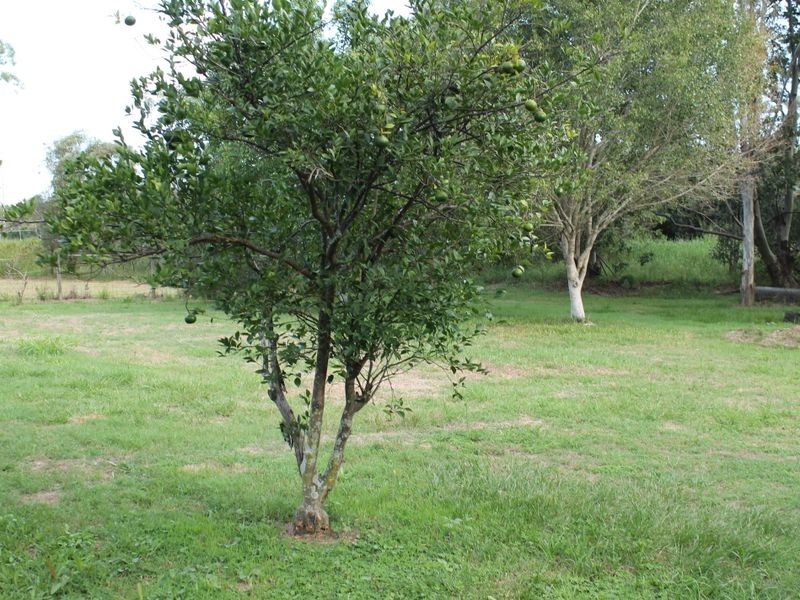 6 Castile Cresent, Edens Landing QLD 4207