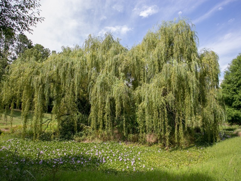 49 Cowper Street, Stroud NSW 2425