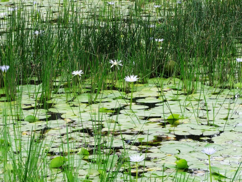 Lot 3 Booral Road, Girvan NSW 2425