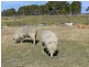 486 Warraba Road, The Branch NSW 2425