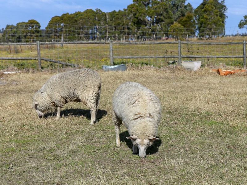 486 Warraba Road, The Branch NSW 2425