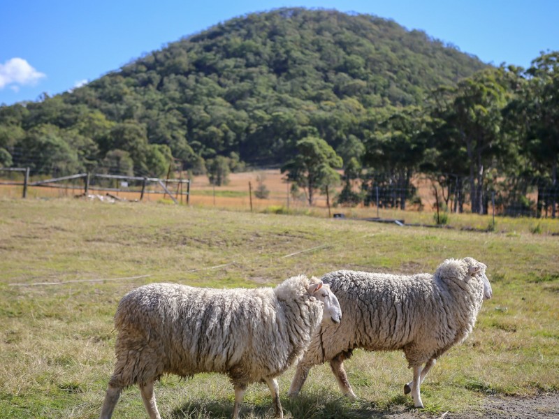 486 Warraba Road, The Branch NSW 2425