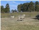 486 Warraba Road, The Branch NSW 2425