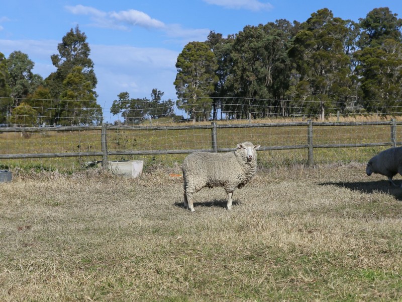 486 Warraba Road, The Branch NSW 2425