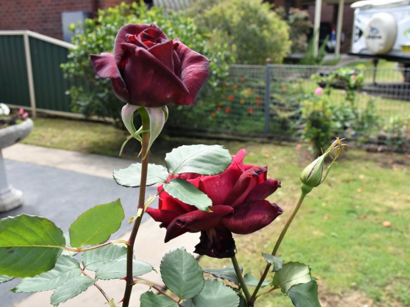 52 Wahroonga Street, Raymond Terrace NSW 2324